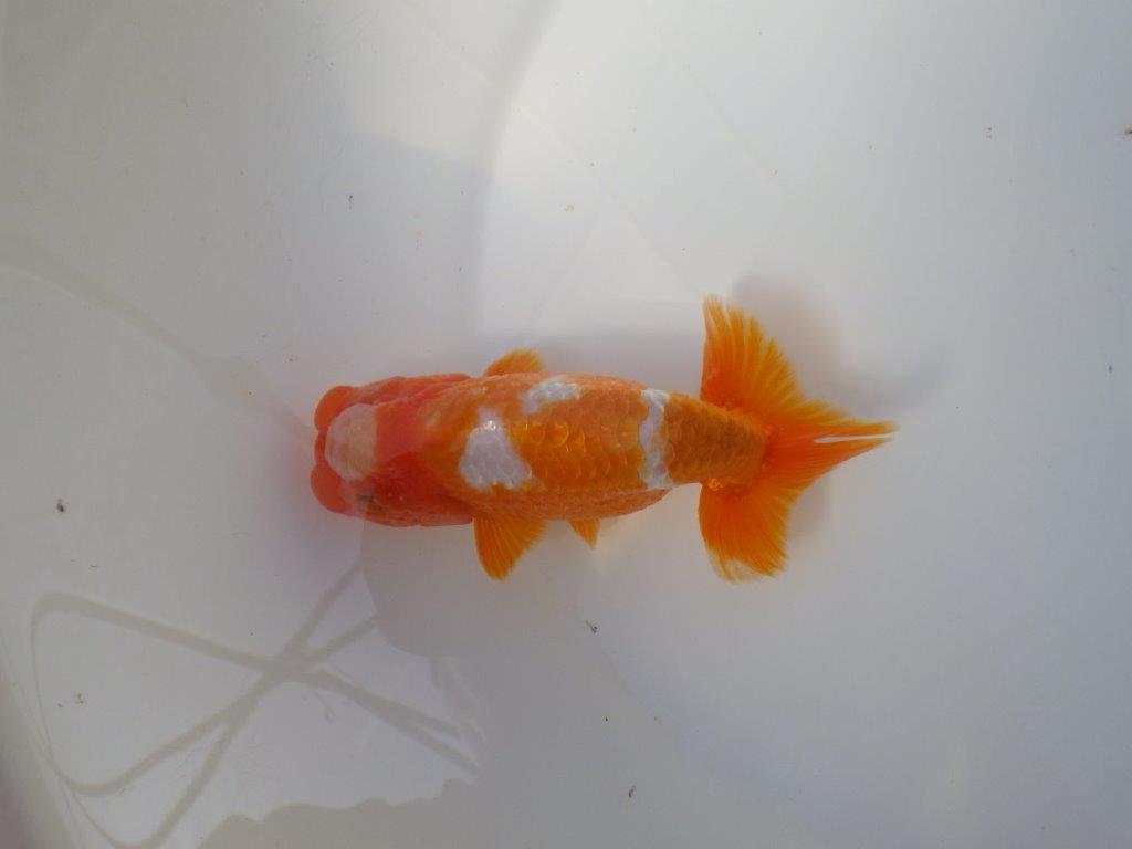 綺麗な柄の更紗らんちゅう　明け二歳魚　 　約12,5ｃｍ　オス【小早川義幸氏】