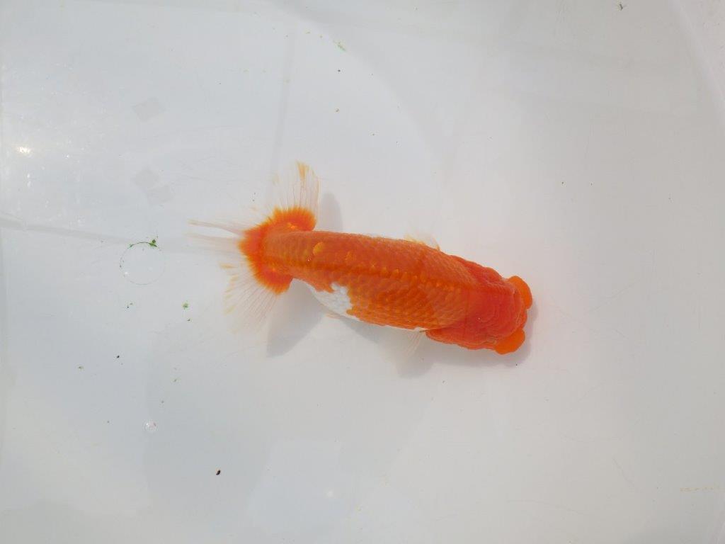 【岡山村上暢彦氏】尾張りの良い明け二歳らんちゅう約14,5㎝ メス？