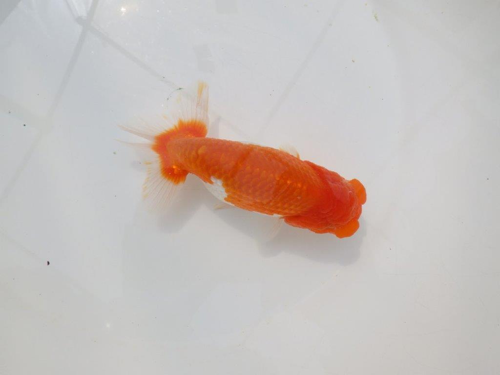 【岡山村上暢彦氏】尾張りの良い明け二歳らんちゅう約14,5㎝ メス？