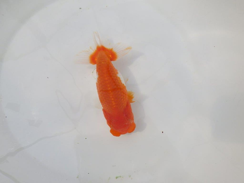 【岡山村上暢彦氏】尾張りの良い明け二歳らんちゅう約14,5㎝ メス？