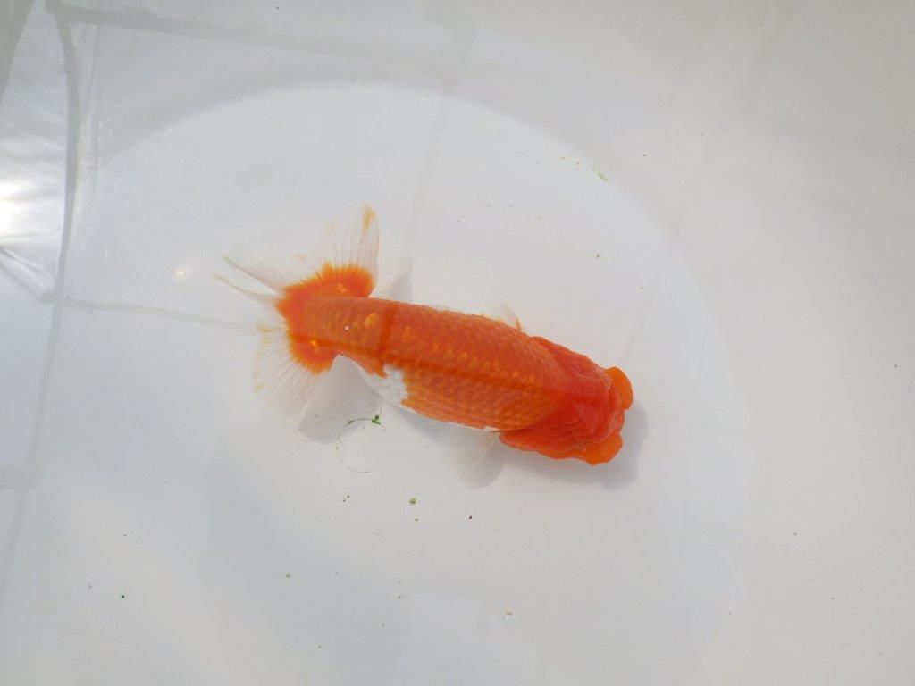 【岡山村上暢彦氏】尾張りの良い明け二歳らんちゅう約14,5㎝ メス？