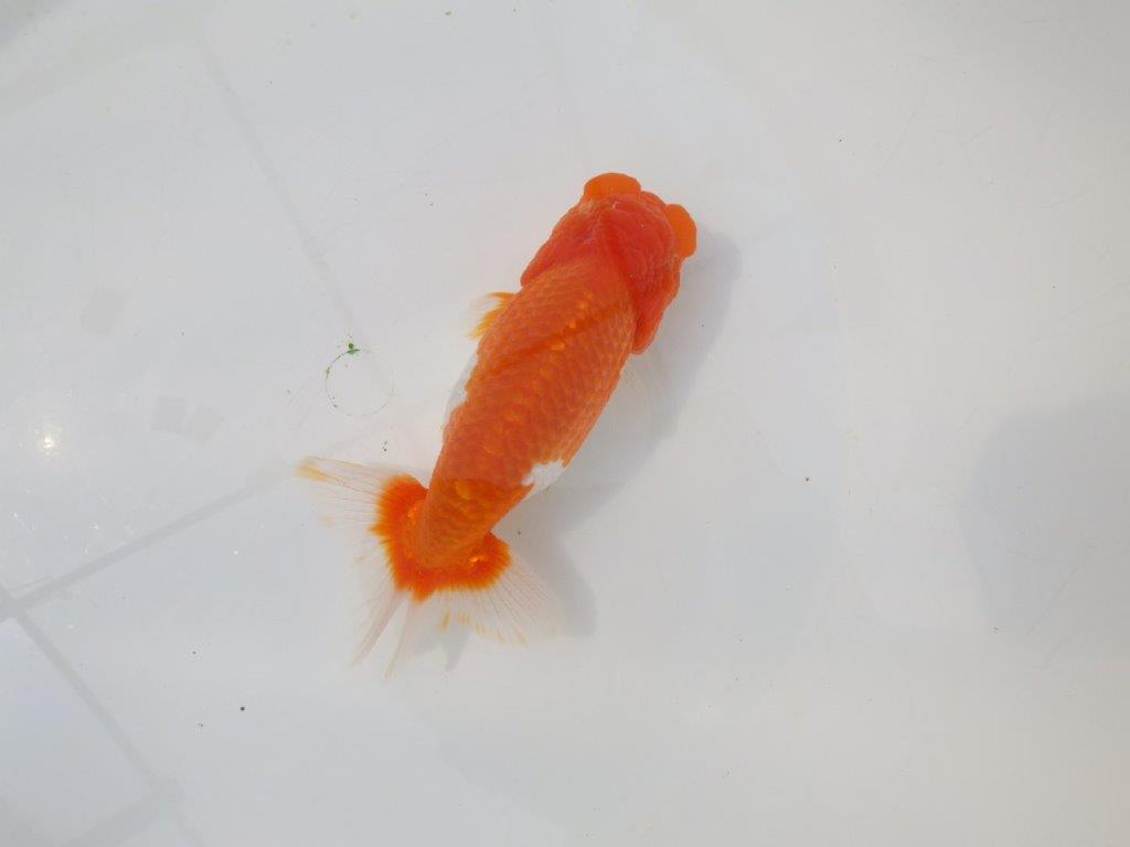 【岡山村上暢彦氏】尾張りの良い明け二歳らんちゅう約14,5㎝ メス？