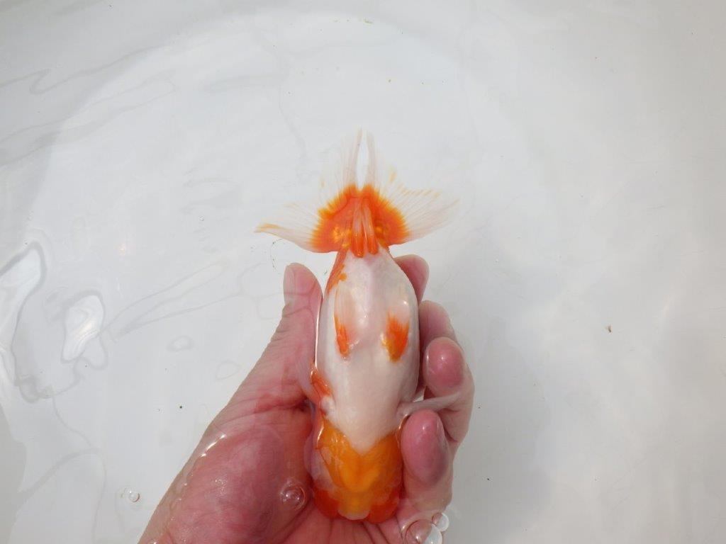 【岡山村上暢彦氏】尾張りの良い明け二歳らんちゅう約14,5㎝ メス？