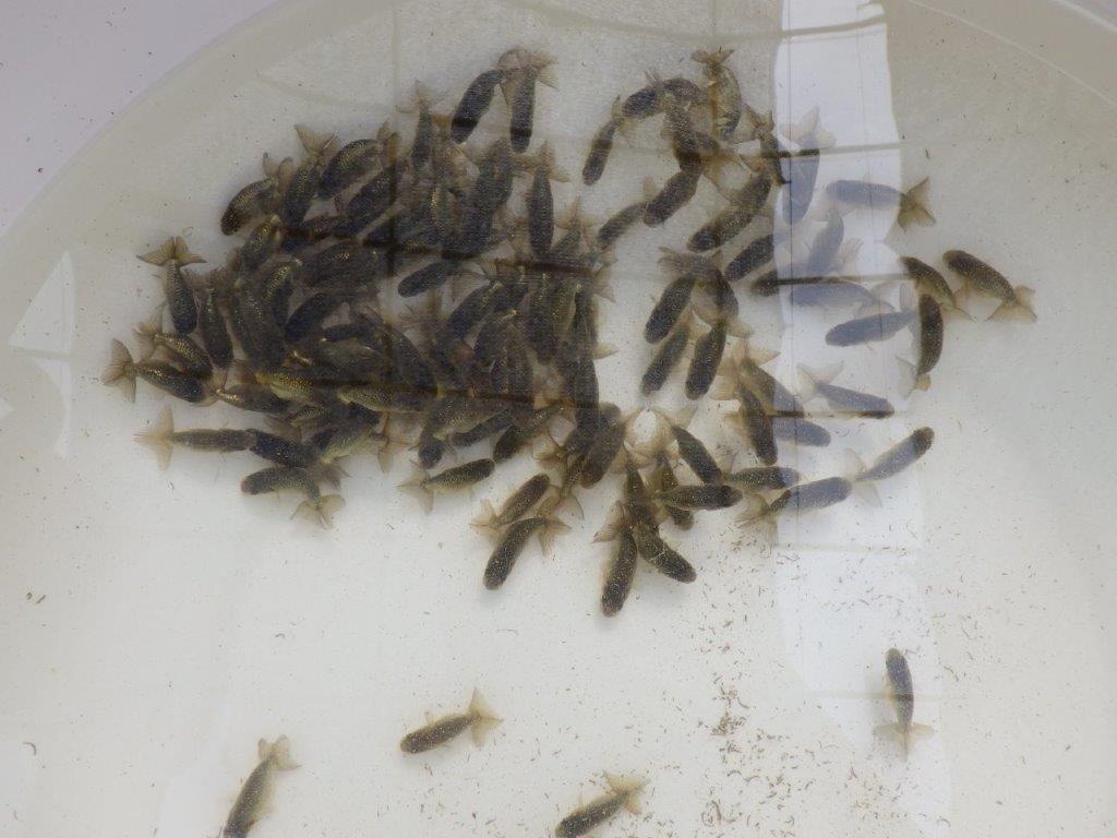 【愛知M様第一弾】お待たせしました!2026年産まれの稚魚青仔&黒仔B 10尾セット約4~5㎝