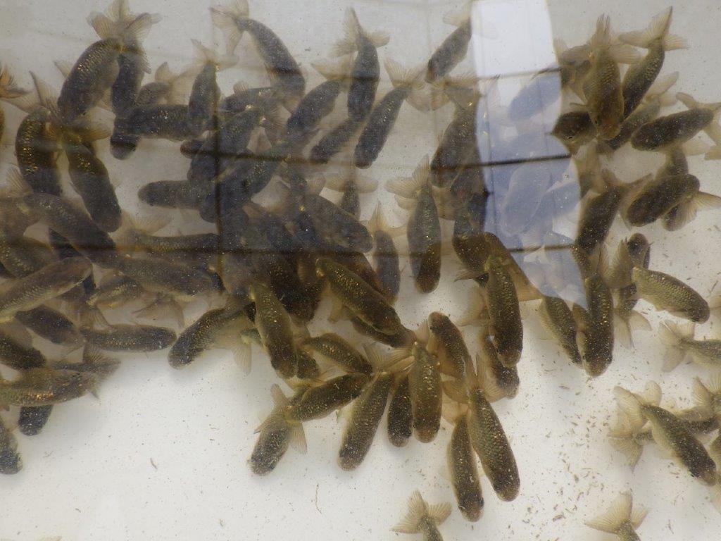 【愛知M様第一弾】お待たせしました!2026年産まれの稚魚青仔&黒仔B 10尾セット約4~5㎝