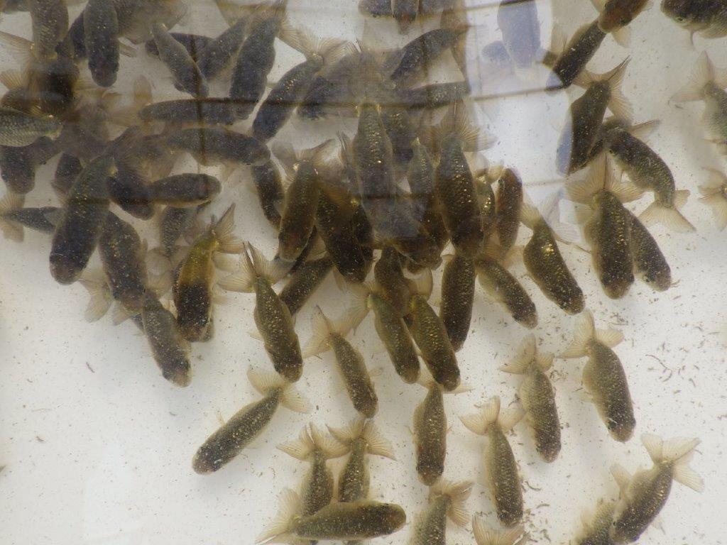 【愛知M様第一弾】お待たせしました!2026年産まれの稚魚青仔&黒仔B 10尾セット約4~5㎝