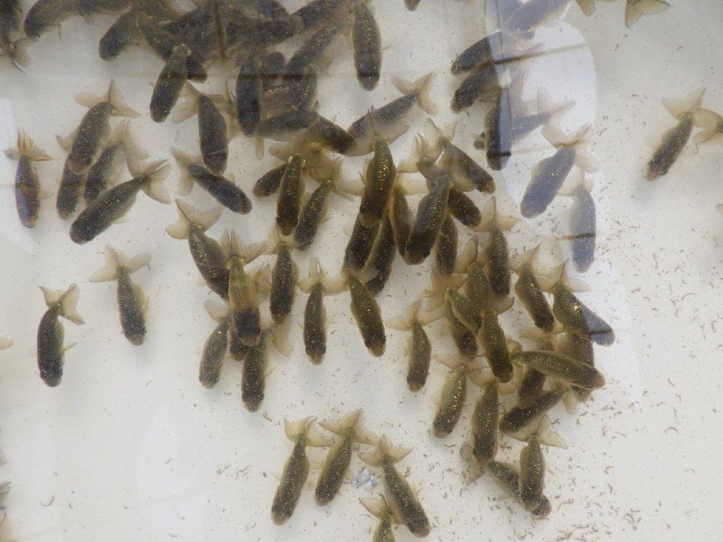 【愛知M様第一弾】お待たせしました!2026年産まれの稚魚青仔&黒仔B 10尾セット約4~5㎝