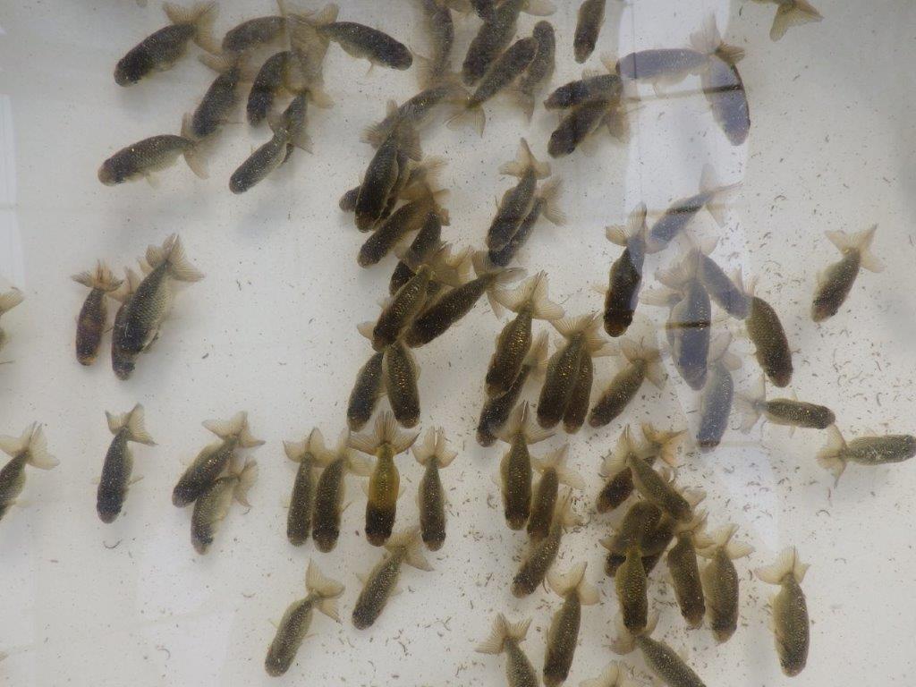 【愛知M様第一弾】お待たせしました!2026年産まれの稚魚青仔&黒仔B 10尾セット約4~5㎝