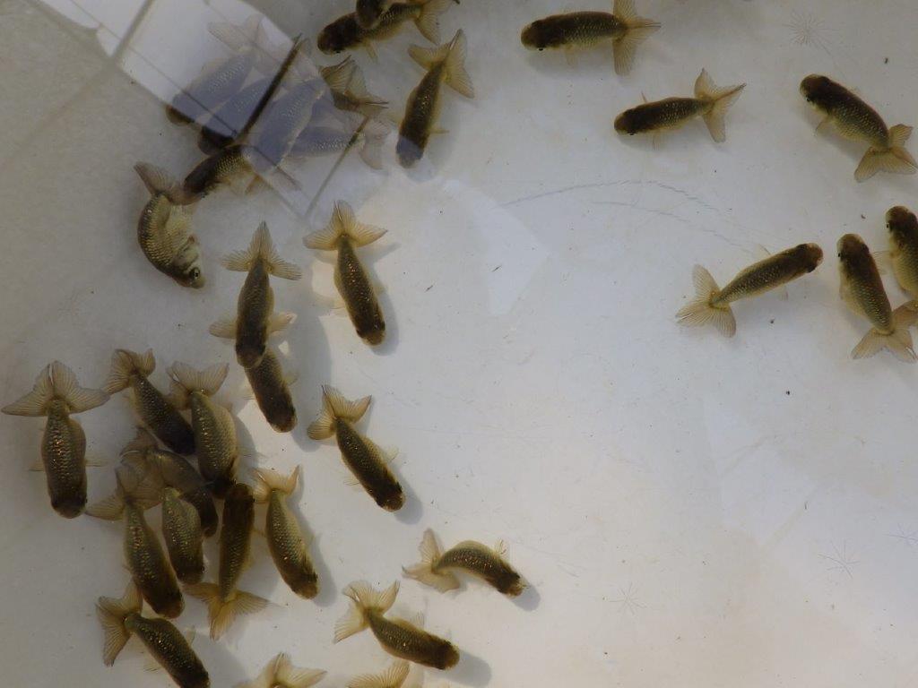 【愛知Ｍ様第一弾】入荷魚の中からワンランク上の青仔＆黒仔Ｃ　５尾セット約4~5㎝限定１セット