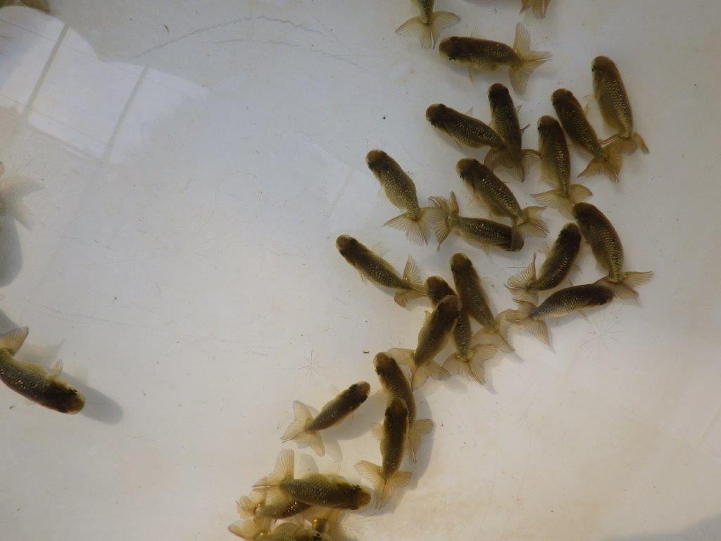 【愛知Ｍ様第一弾】入荷魚の中からワンランク上の青仔＆黒仔Ｃ　５尾セット約4~5㎝限定１セット