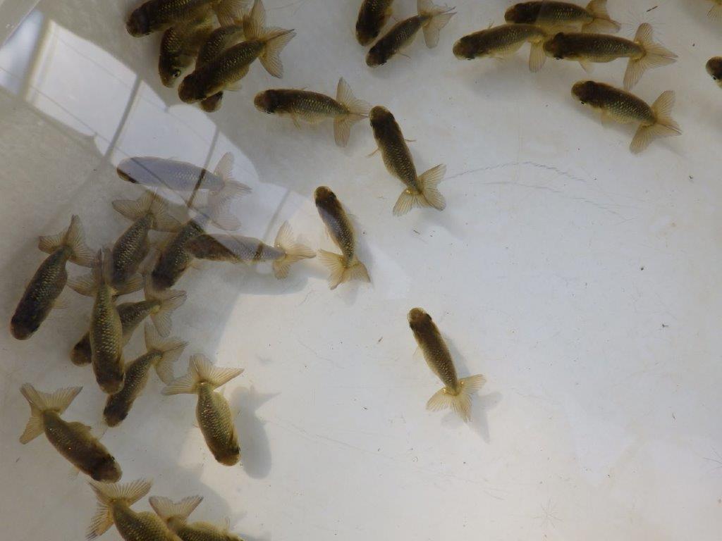 【愛知M様第一弾】入荷魚の中からワンランク上の青仔&黒仔D 5尾セット約4~5㎝限定1セット