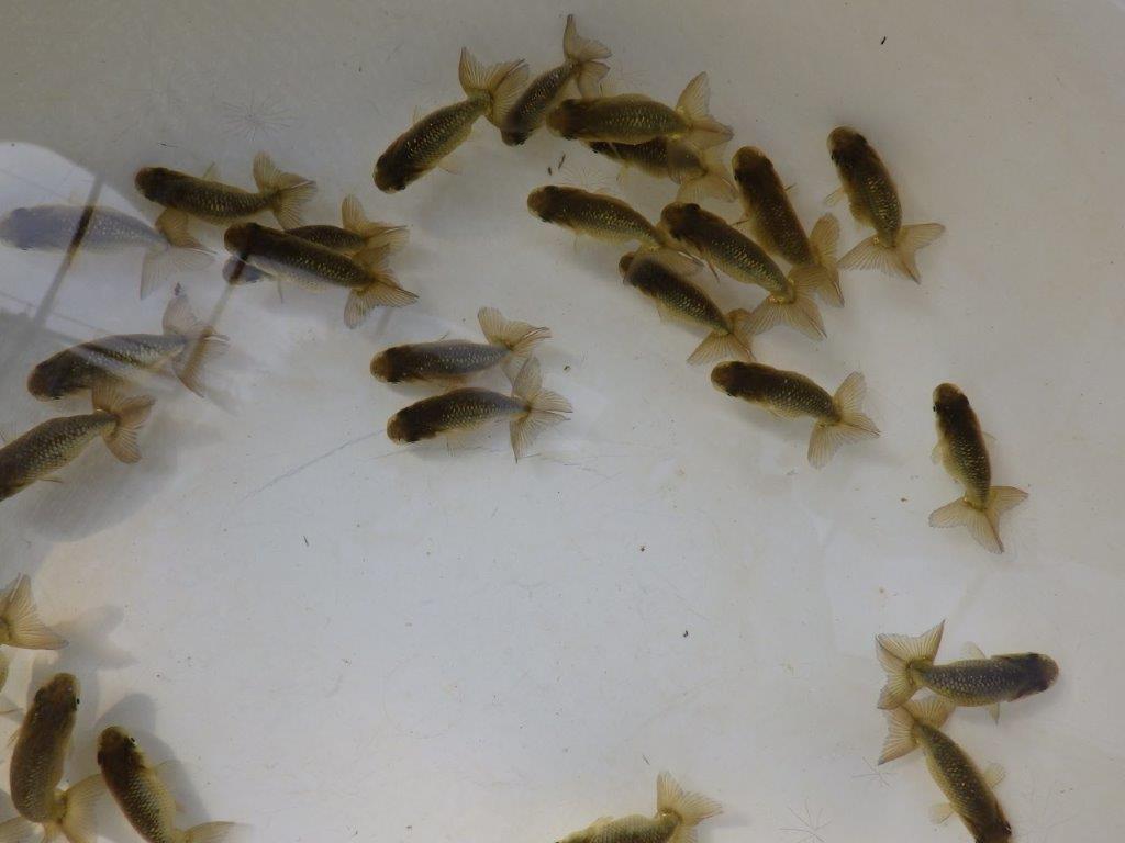 【愛知M様第一弾】入荷魚の中からワンランク上の青仔&黒仔D 5尾セット約4~5㎝限定1セット