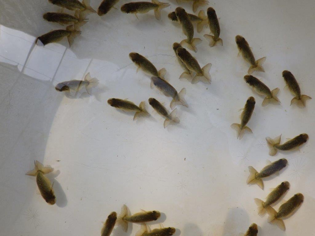 【愛知M様第一弾】入荷魚の中からワンランク上の青仔&黒仔E 3尾セット約4~5㎝限定1セット