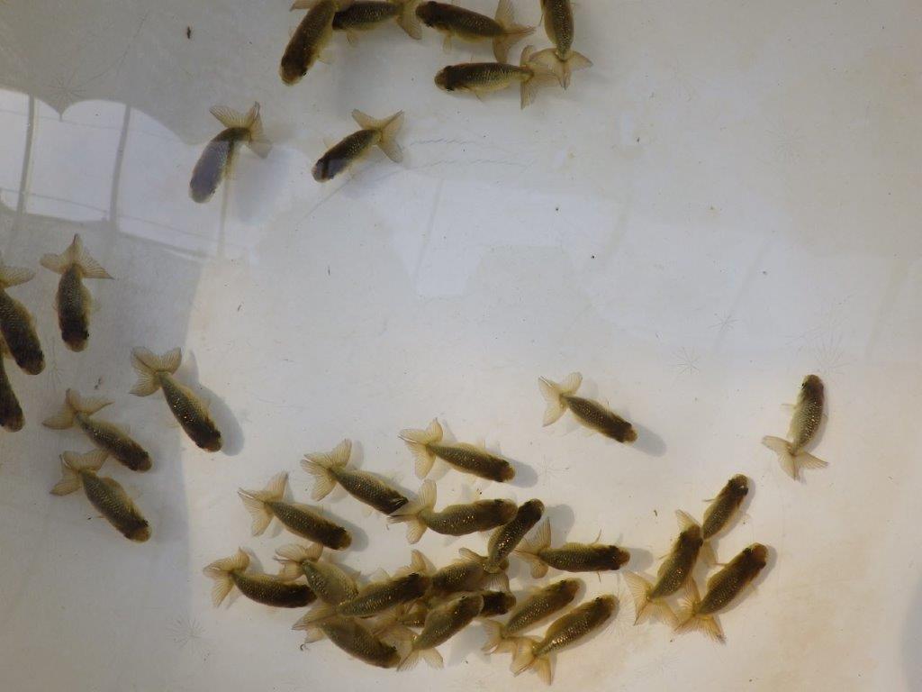 【愛知M様第一弾】入荷魚の中からワンランク上の青仔&黒仔F 2尾セット約4~5㎝限定1セット