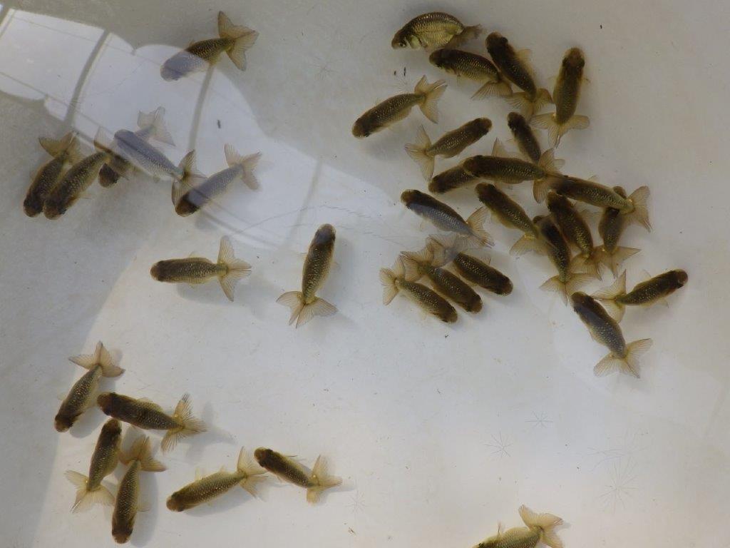 【愛知M様第一弾】入荷魚の中からワンランク上の青仔&黒仔G 3尾セット約4~5㎝限定1セット