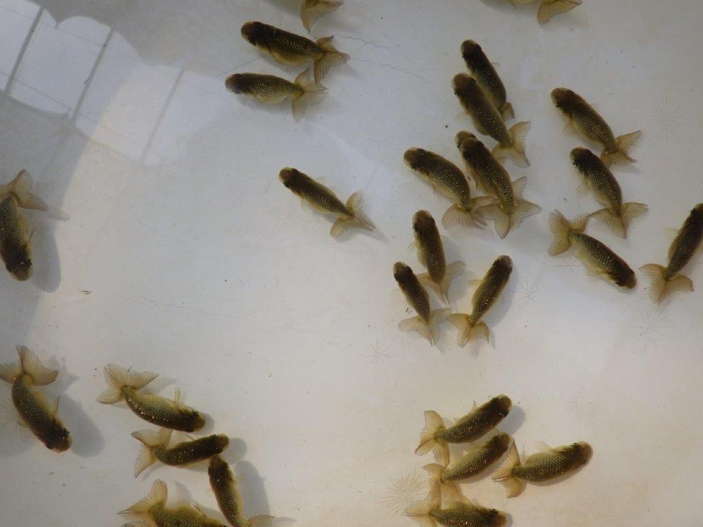 【愛知M様第一弾】入荷魚の中からワンランク上の青仔&黒仔H 5尾セット約4~5㎝限定1セット