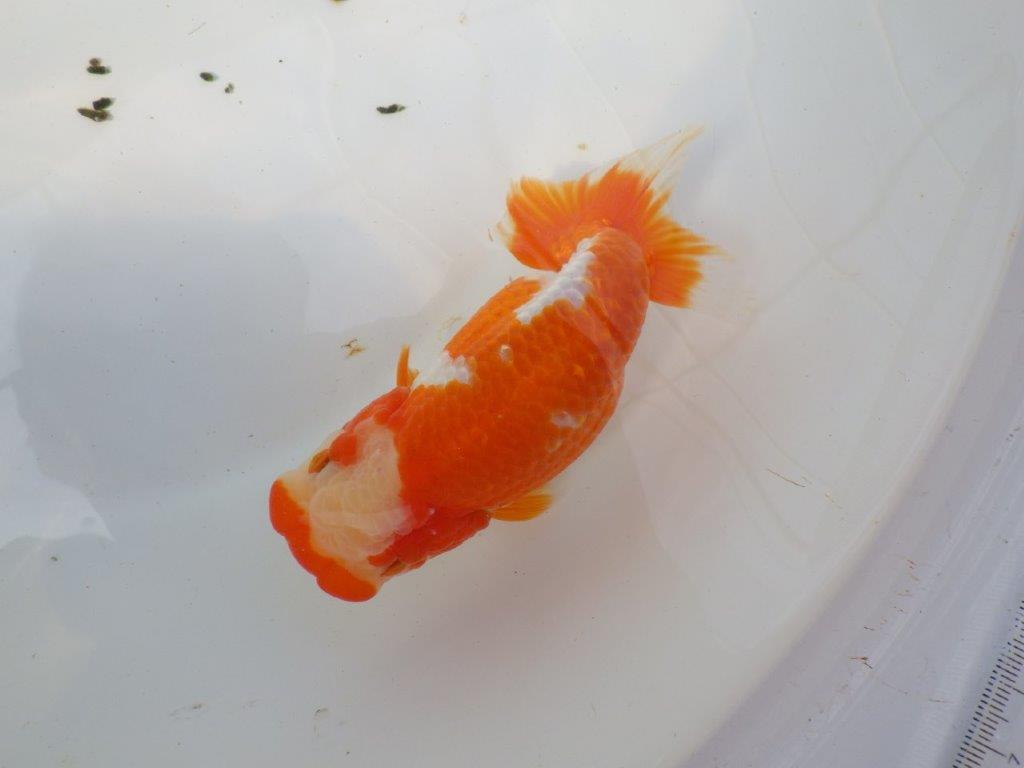 一文字柄の綺麗な更紗らんちゅう　明け二歳魚　 　約15ｃｍ　メス【愛知超優良系統様】