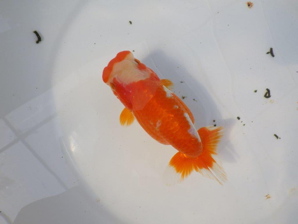 一文字柄の綺麗な更紗らんちゅう　明け二歳魚　 　約15ｃｍ　メス【愛知超優良系統様】