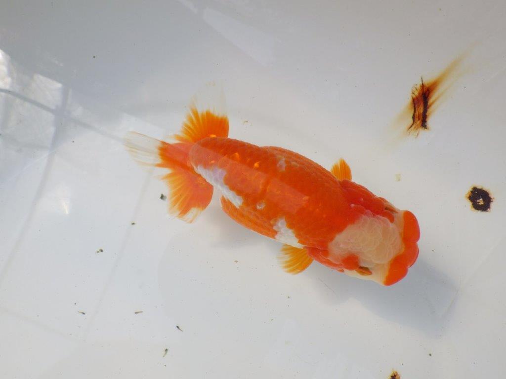 一文字柄の綺麗な更紗らんちゅう　明け二歳魚　 　約15ｃｍ　メス【愛知超優良系統様】