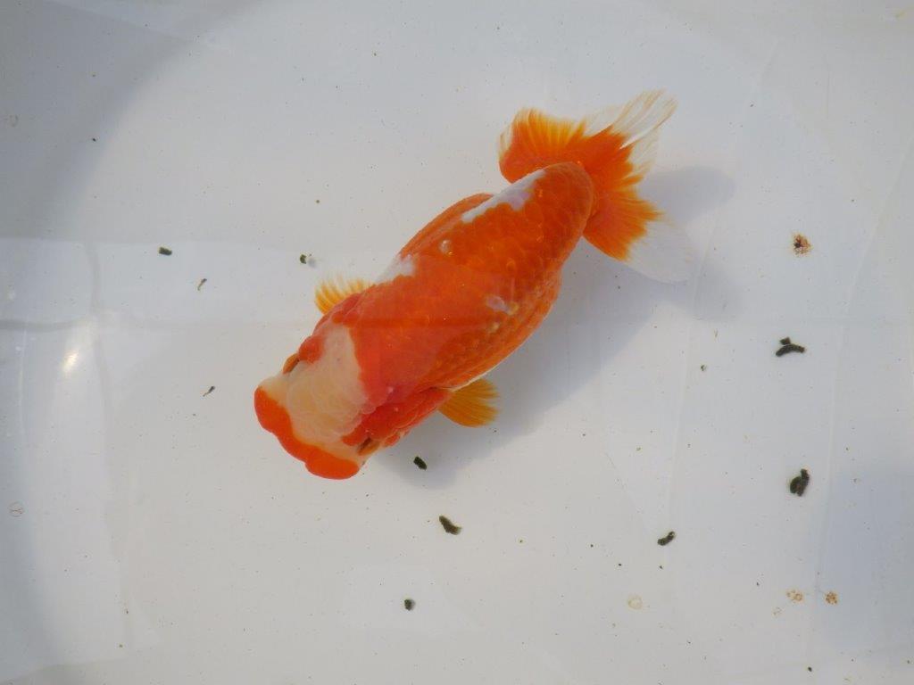 一文字柄の綺麗な更紗らんちゅう　明け二歳魚　 　約15ｃｍ　メス【愛知超優良系統様】