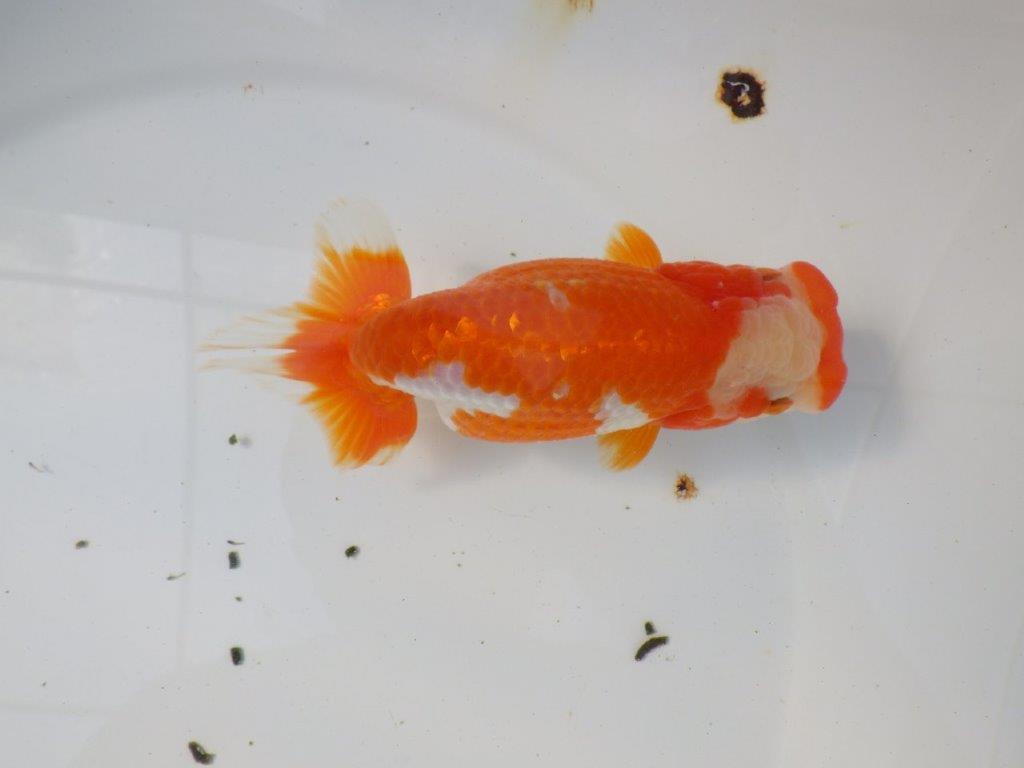 一文字柄の綺麗な更紗らんちゅう　明け二歳魚　 　約15ｃｍ　メス【愛知超優良系統様】