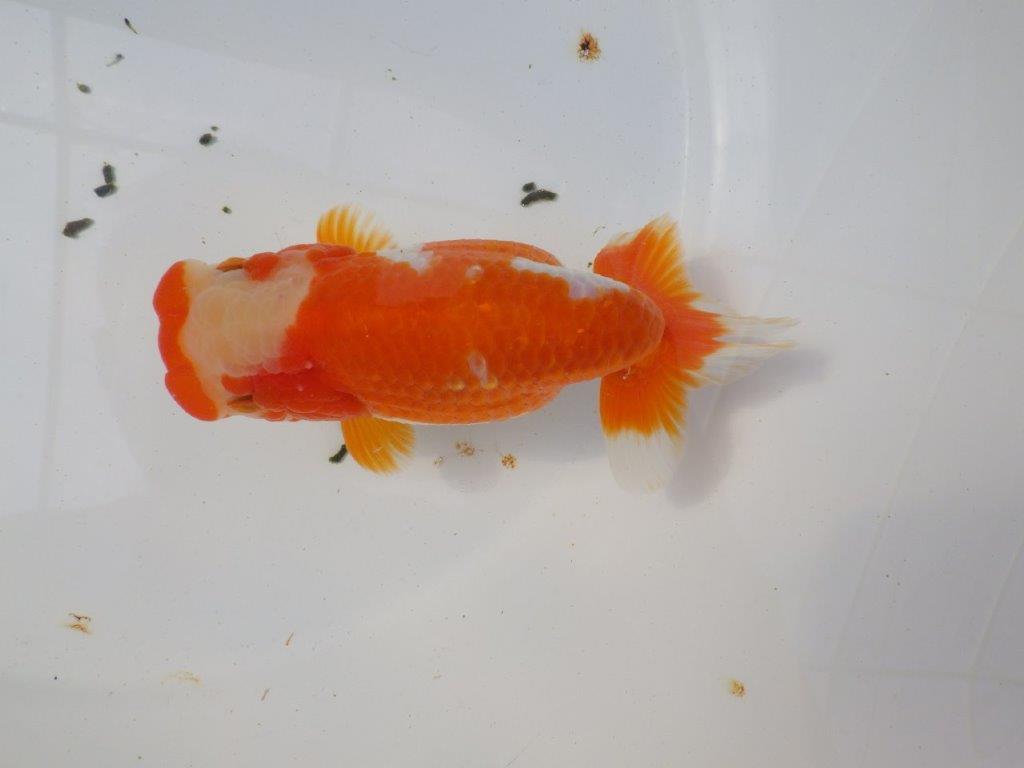 一文字柄の綺麗な更紗らんちゅう　明け二歳魚　 　約15ｃｍ　メス【愛知超優良系統様】