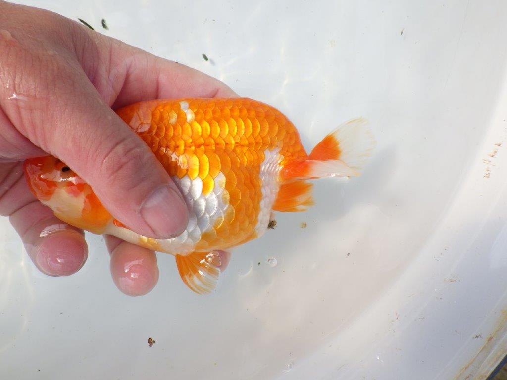 一文字柄の綺麗な更紗らんちゅう　明け二歳魚　 　約15ｃｍ　メス【愛知超優良系統様】