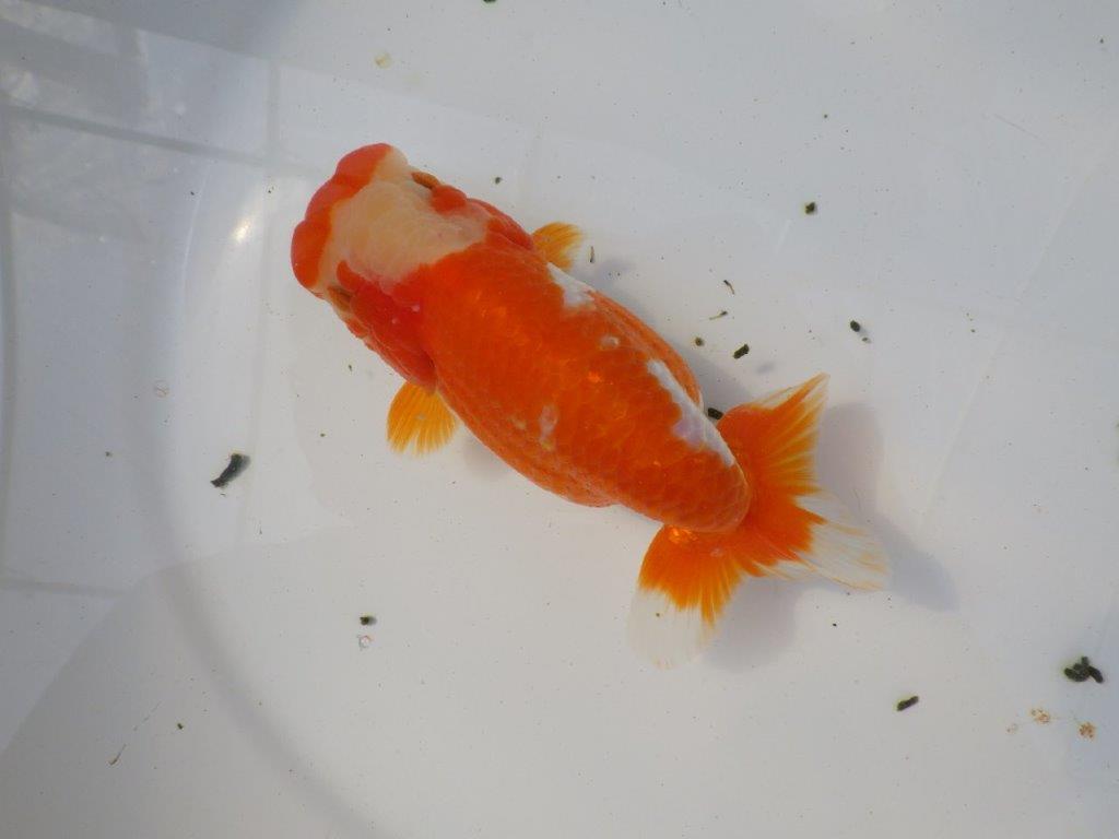一文字柄の綺麗な更紗らんちゅう　明け二歳魚　 　約15ｃｍ　メス【愛知超優良系統様】