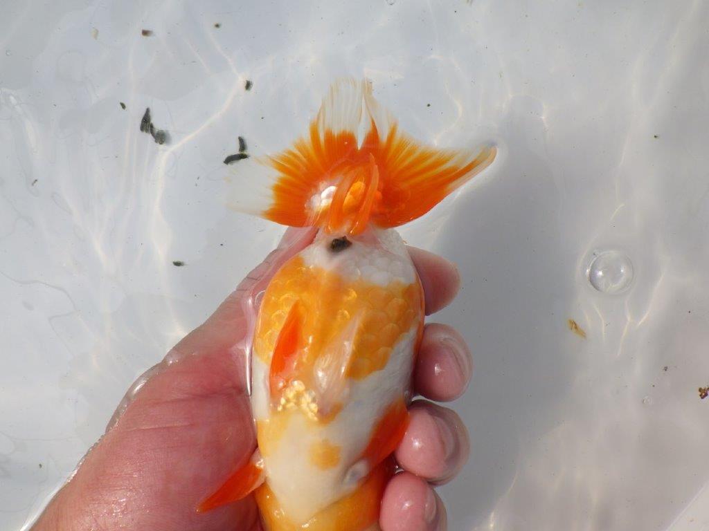 一文字柄の綺麗な更紗らんちゅう　明け二歳魚　 　約15ｃｍ　メス【愛知超優良系統様】