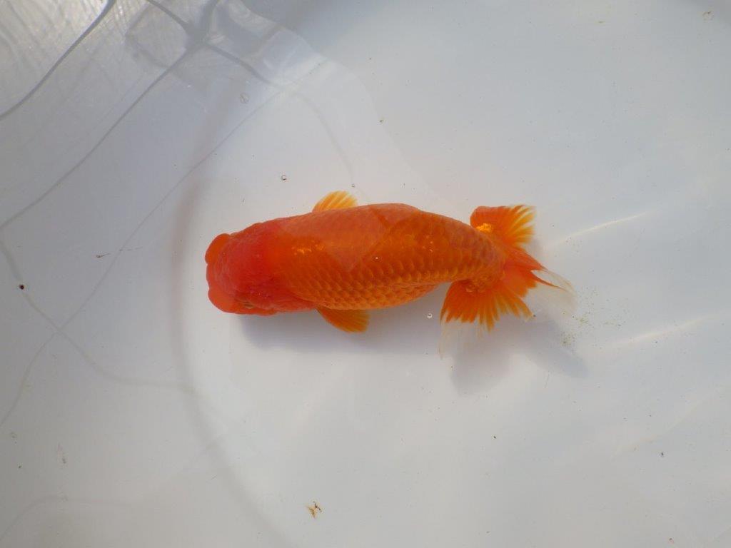 素晴らしい尾をしたらんちゅう　明け二歳魚　 　約15ｃｍ　オス【愛知超優良系統様】