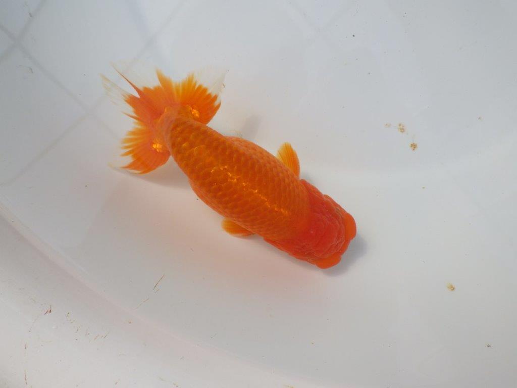 素晴らしい尾をしたらんちゅう　明け二歳魚　 　約15ｃｍ　オス【愛知超優良系統様】
