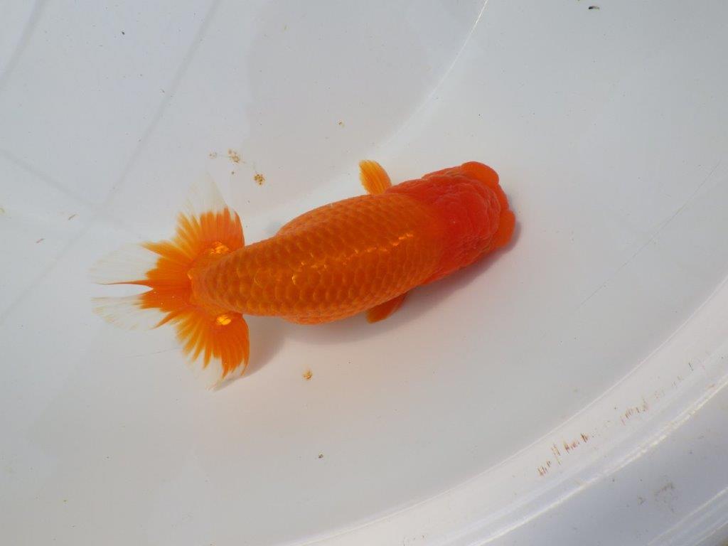 素晴らしい尾をしたらんちゅう　明け二歳魚　 　約15ｃｍ　オス【愛知超優良系統様】