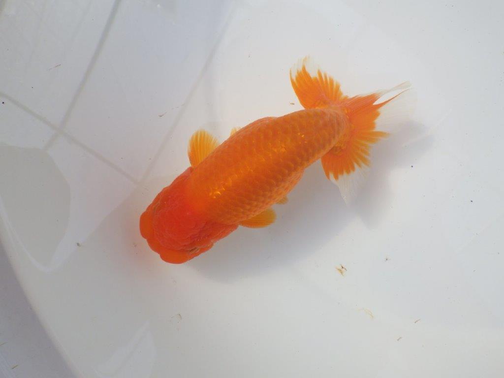 素晴らしい尾をしたらんちゅう　明け二歳魚　 　約15ｃｍ　オス【愛知超優良系統様】の上身