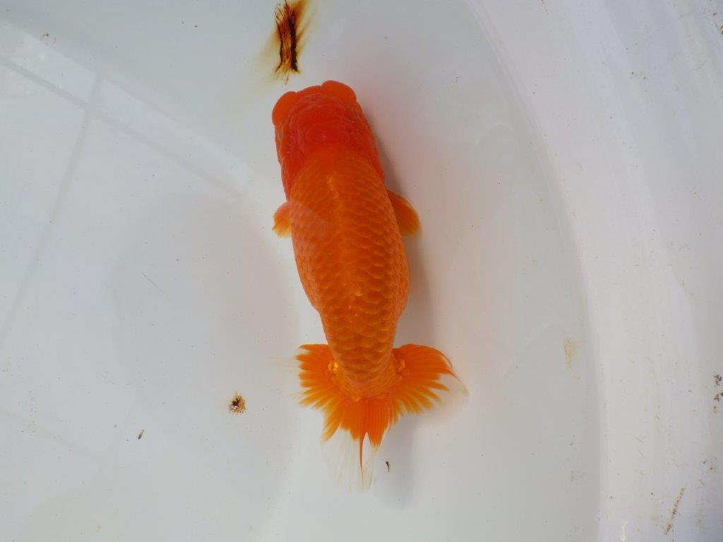 素晴らしい尾をしたらんちゅう　明け二歳魚　 　約15ｃｍ　オス【愛知超優良系統様】