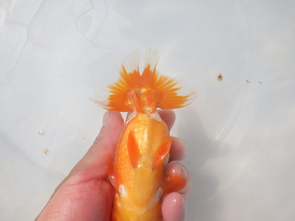 素晴らしい尾をしたらんちゅう　明け二歳魚　 　約15ｃｍ　オス【愛知超優良系統様】