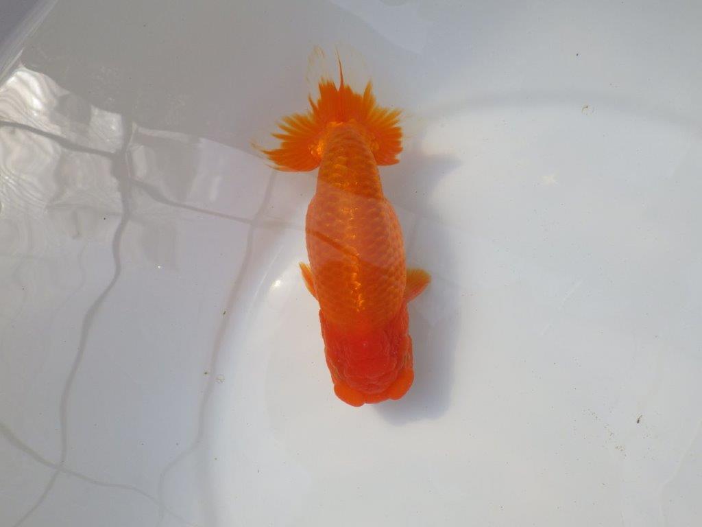 素晴らしい尾をしたらんちゅう　明け二歳魚　 　約15ｃｍ　オス【愛知超優良系統様】
