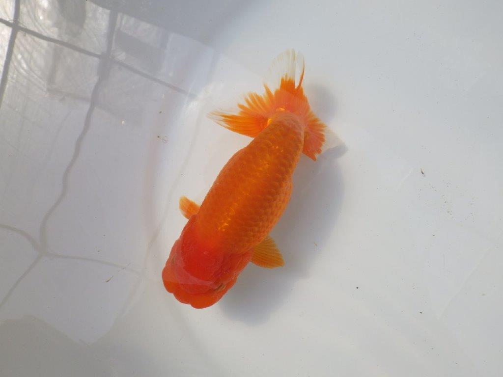 素晴らしい尾をしたらんちゅう　明け二歳魚　 　約15ｃｍ　オス【愛知超優良系統様】
