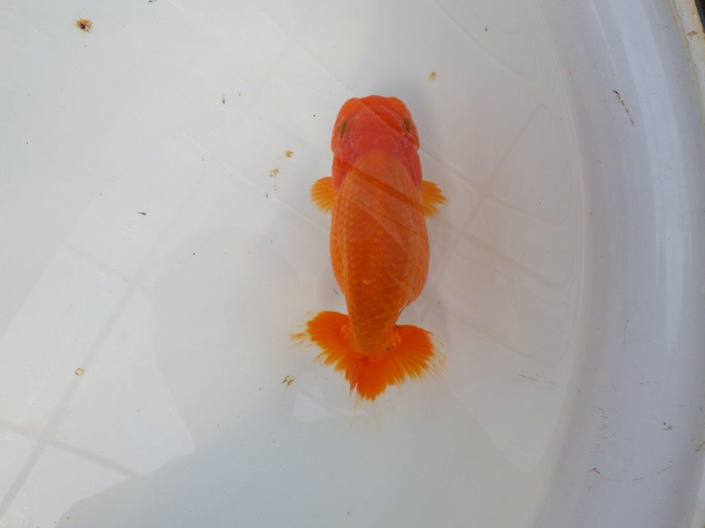 尾型が良く背腰も綺麗ならんちゅう　明け二歳魚　 　約15,5ｃｍ　メス【愛知超優良系統様】