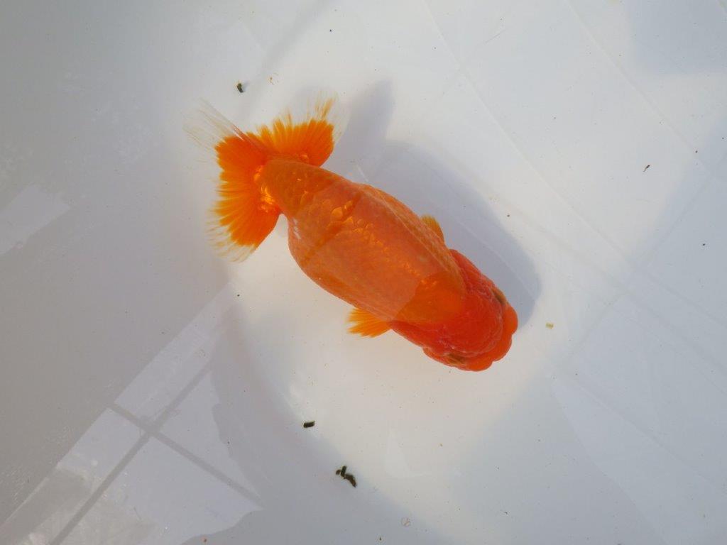 尾型が良く背腰も綺麗ならんちゅう　明け二歳魚　 　約15,5ｃｍ　メス【愛知超優良系統様】