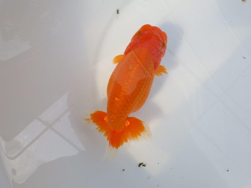 尾型が良く背腰も綺麗ならんちゅう　明け二歳魚　 　約15,5ｃｍ　メス【愛知超優良系統様】