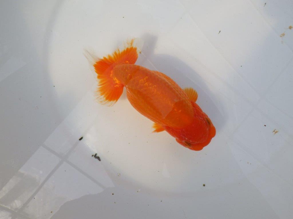 尾型が良く背腰も綺麗ならんちゅう　明け二歳魚　 　約15,5ｃｍ　メス【愛知超優良系統様】