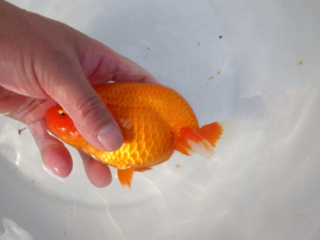 尾型が良く背腰も綺麗ならんちゅう　明け二歳魚　 　約15,5ｃｍ　メス【愛知超優良系統様】