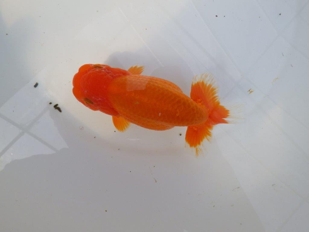 尾型が良く背腰も綺麗ならんちゅう　明け二歳魚　 　約15,5ｃｍ　メス【愛知超優良系統様】