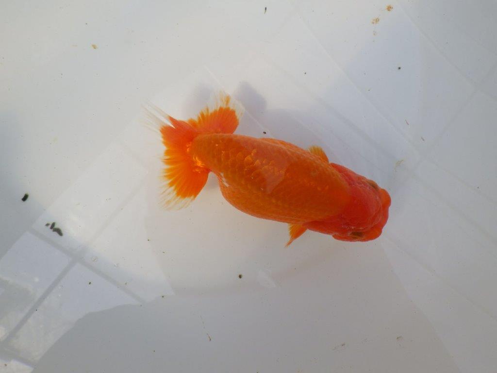 尾型が良く背腰も綺麗ならんちゅう　明け二歳魚　 　約15,5ｃｍ　メス【愛知超優良系統様】の上身