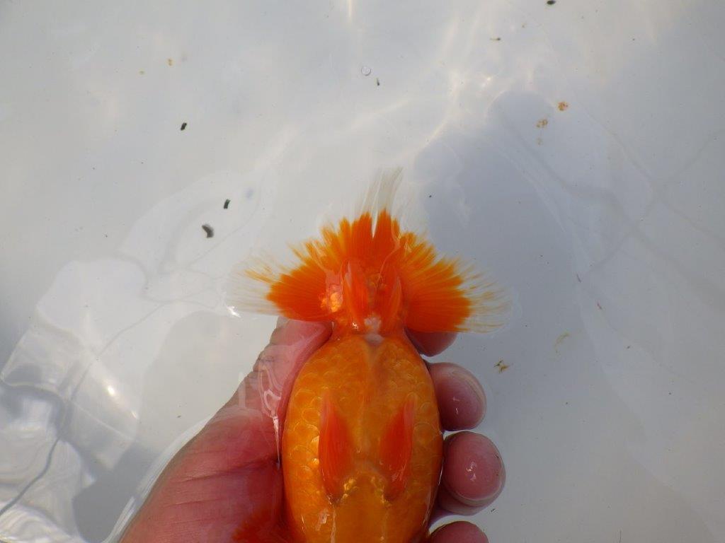 尾型が良く背腰も綺麗ならんちゅう　明け二歳魚　 　約15,5ｃｍ　メス【愛知超優良系統様】