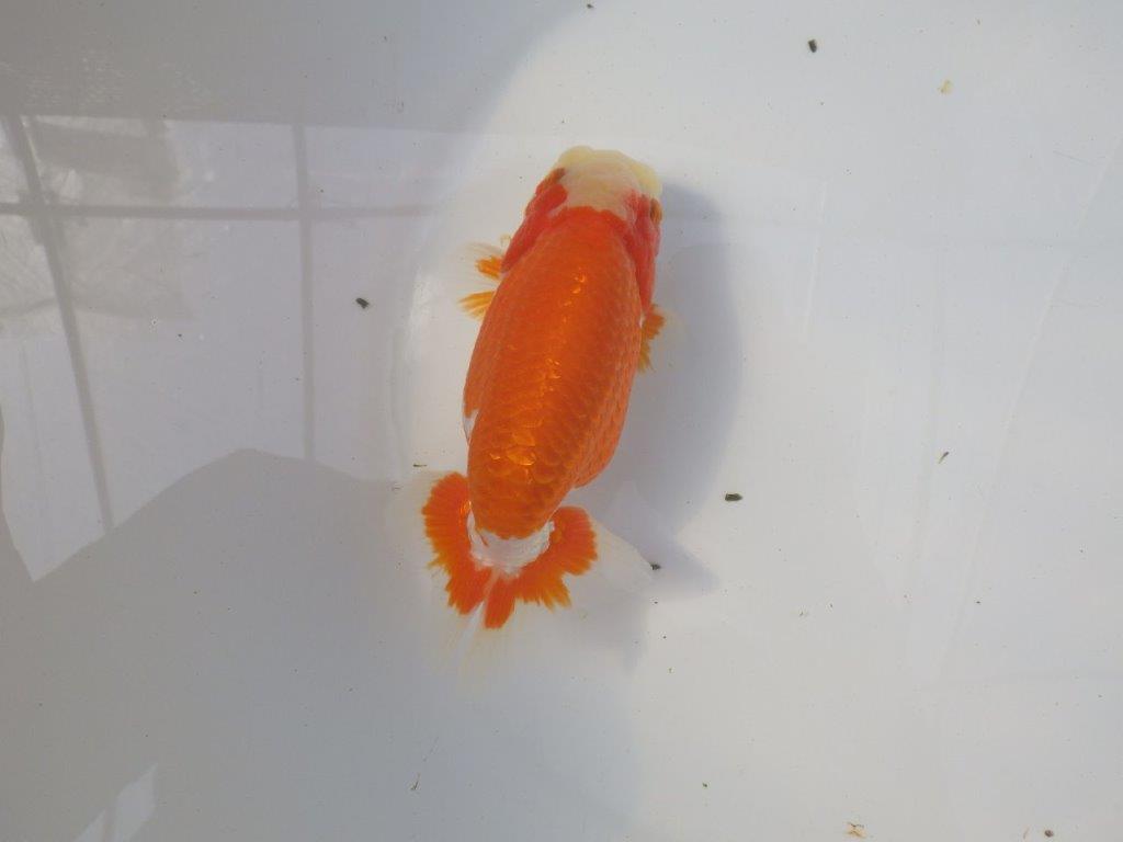 前がかりの効いた尾型の更紗らんちゅう　明け二歳魚　 　約15,5ｃｍ　オス【愛知超優良系統様】