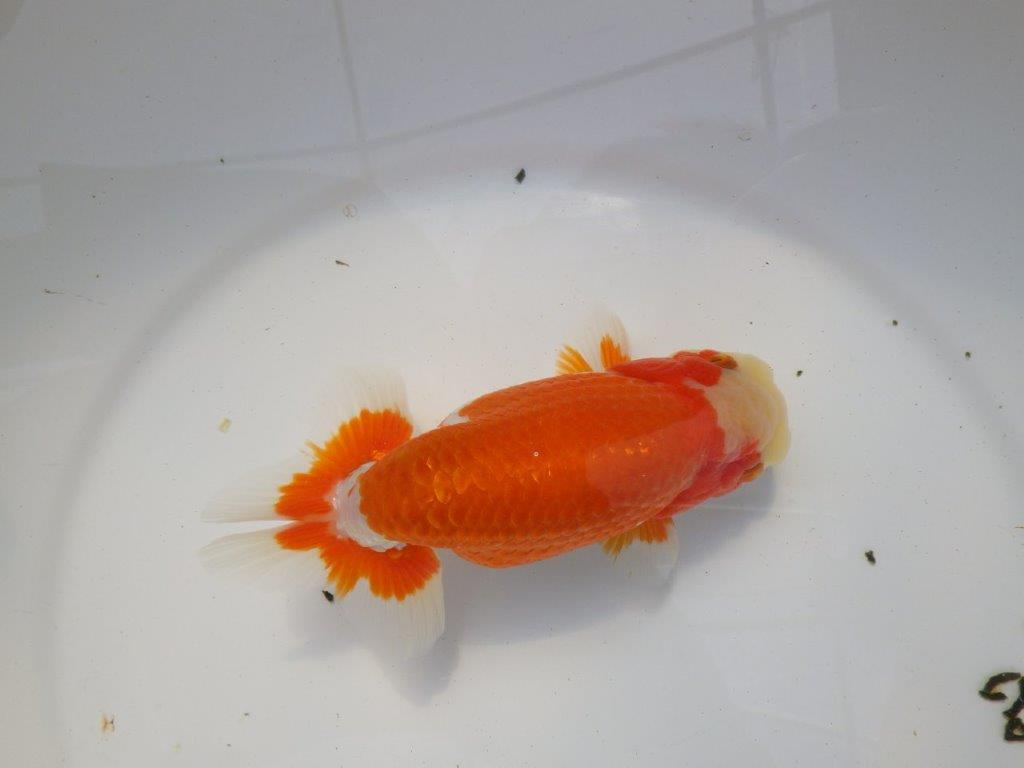 前がかりの効いた尾型の更紗らんちゅう　明け二歳魚　 　約15,5ｃｍ　オス【愛知超優良系統様】