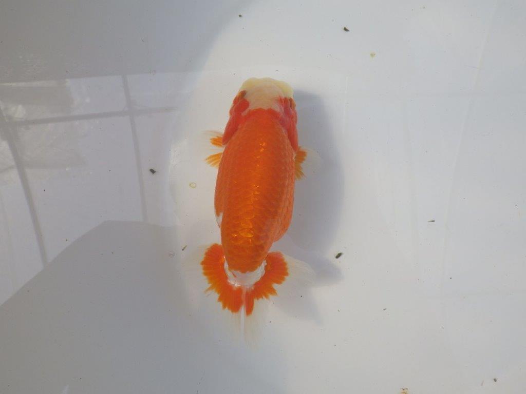 前がかりの効いた尾型の更紗らんちゅう　明け二歳魚　 　約15,5ｃｍ　オス【愛知超優良系統様】