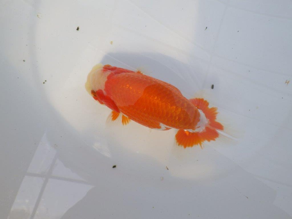 前がかりの効いた尾型の更紗らんちゅう　明け二歳魚　 　約15,5ｃｍ　オス【愛知超優良系統様】