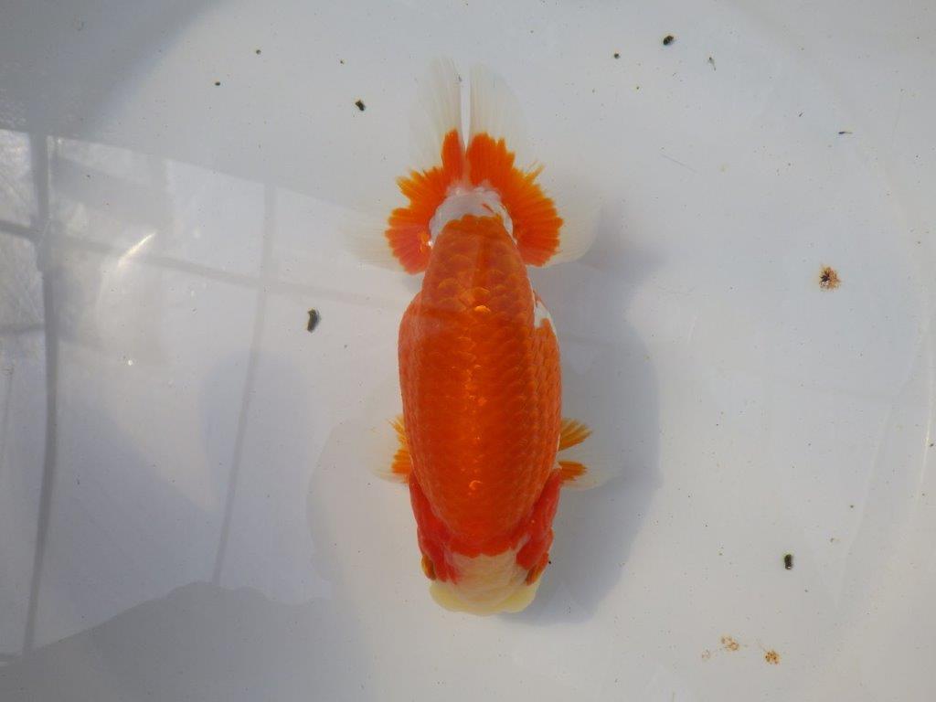 前がかりの効いた尾型の更紗らんちゅう　明け二歳魚　 　約15,5ｃｍ　オス【愛知超優良系統様】